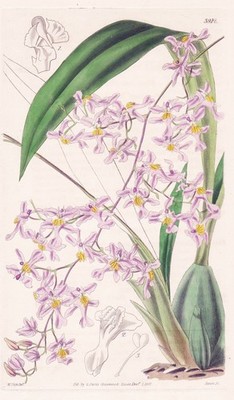 Opuntia Monacantha Mexico Orchid orchid flower botany engraving Curtis 3912