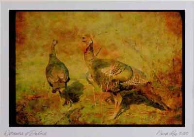 352009 Wild Turkeys, Big Gobbler With 8_ Beard And His Hen Watercolour Picture