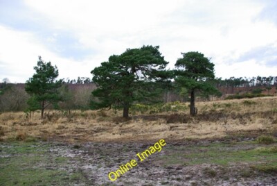 Foto 6x4 Drei kleine Kiefern, Ashdown Forest Jumper's Town Kiefern sind die p c2007