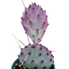 Opuntia santarita Santa Rita Purple Prickly Pear Cactus