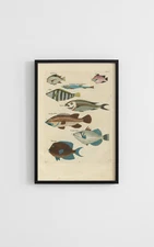 RARE Vintage Fish Species Art Print - 24x32” Illustration Poster