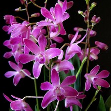 Rare Dendrobium Berry Oda , big  FS Orchid established 13 cm pot + flower spikes