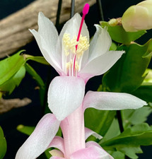 1x ROOTED "Thor Livia" Zygo Cactus Schlumbergera Cutting