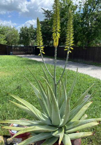 8"-12" Aloe Vera Live Plant Arizona Rooted Succulent Pup Flowering  Barbadensis | eBay