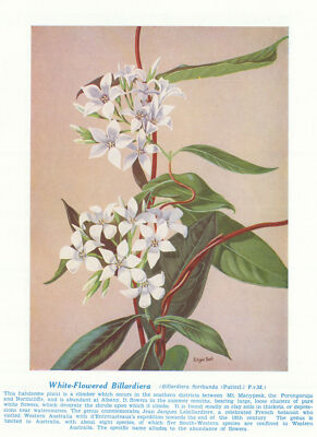 Weißblütige Billardiera (Billardiera floribunda) Australische Wildblume 1950