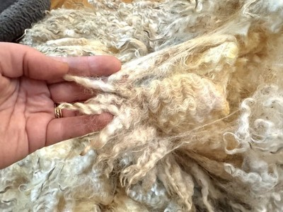 9.7 lbs White Romney Raw Wool Fleece, Full Year s Growth, Fleece #5