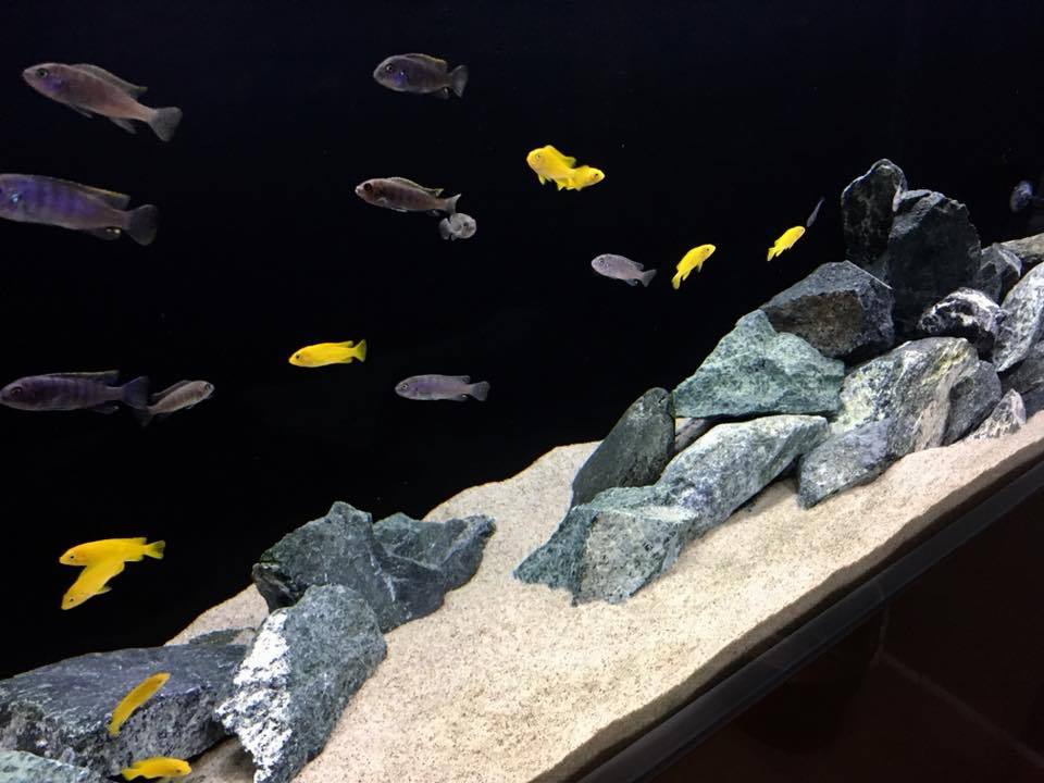 Fish Tank Stone Aquarium Rock Decoration Natural Ideal for Malawi GREEN ...