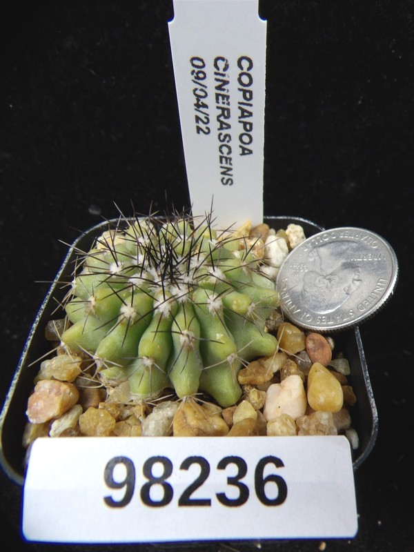 Copiapoa cinerascens Uncommon Seedling Live Cactus Plant 98236
