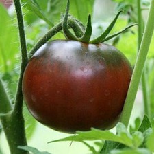 Tomato Seeds: Black Krim Tomato Seeds Fresh Seed