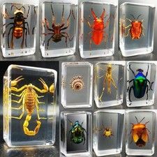 especímenes insectos insectos en resina conjuntos secos reales colección ciencia enseñanza