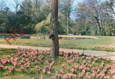 Ansichtskarte ~ Parc de Bagatelle, Les Jacinthes