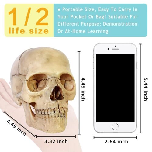 2024 Neu Anatomie explodiertes Schädelmodell Menschliches Schädelmodell Zahnklinik Lehre EQ - Bild 4 von 8