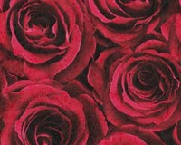 12 Rollen Vliestapeten Rosen Blumen Floral Rot (1,13 Eur/M²)