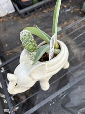 House Plant   / Elephant Planter W Cacti