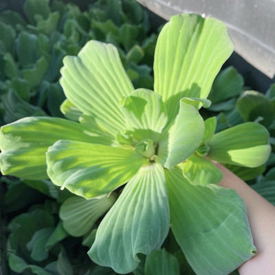 3 Bulb Water Lecttuce Live Floating Aquarium Plant Buy 2 Get 1 Free