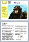 Chimpanzee #1.3 Mammals - Grolier Wildlife Adventure Card