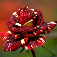 Rose cuttings Abracadabra rose 5 dormant cuttings-rare and unusual-limited
