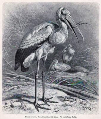 Nimmersatt, Pseudotantalus ibis