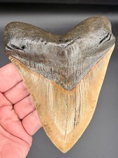 Megalodon Shark Tooth 5.48 Fossil Shark Teeth