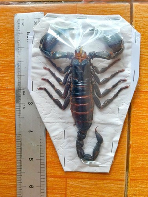 #ad #ad Pack of 4 Real Scorpion Specimen Heterometrus laoticus Dried Taxidermy $18.50