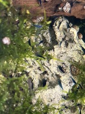 Blue Dream Shrimp 12 2  Neocaridina davidi Nano Tank USA Bred