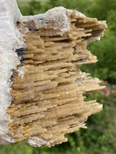 Agatized Fossil Coral, Lowndes County Georgia
