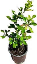 Kaffir Lime Plant 4"-24"