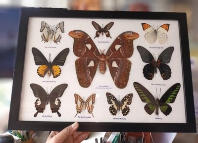 Framed Butterfly and Atlas Moth Collection 10 Specimens in Frame 12 × 18 Inches