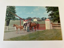 Horse Farms in Kentucky Calumet Farm Horses Theme Postcard