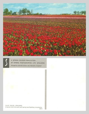Alte Postkarte - Tulpenfelder, Spalding, Lincolnshire UNBESPIELT