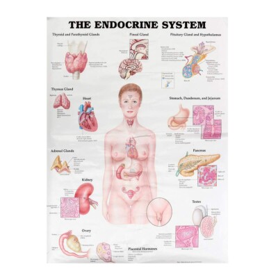 Das endokrine System Anatomische Wandtafel