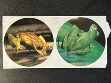 VINTAGE GREEN FROGS 2.5 INCH ROUND 2 DIFFERENT STICKER DECAL SET BRAND-NEW 2697