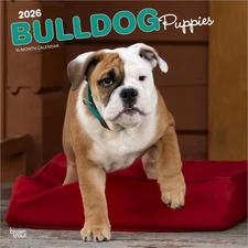 BrownTrout,  Bulldog Puppies 2026 Wall Calendar, 12'' X 12'', 16-Month Calendar