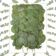 100 Pcs 6 Inch Pressed Dried Eucalyptus Leaves 100% Natural Preserved Real Eu...