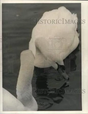 1986 Press Photo Swan at Sherrill Duck Pond, American Legion, Route 5, New York