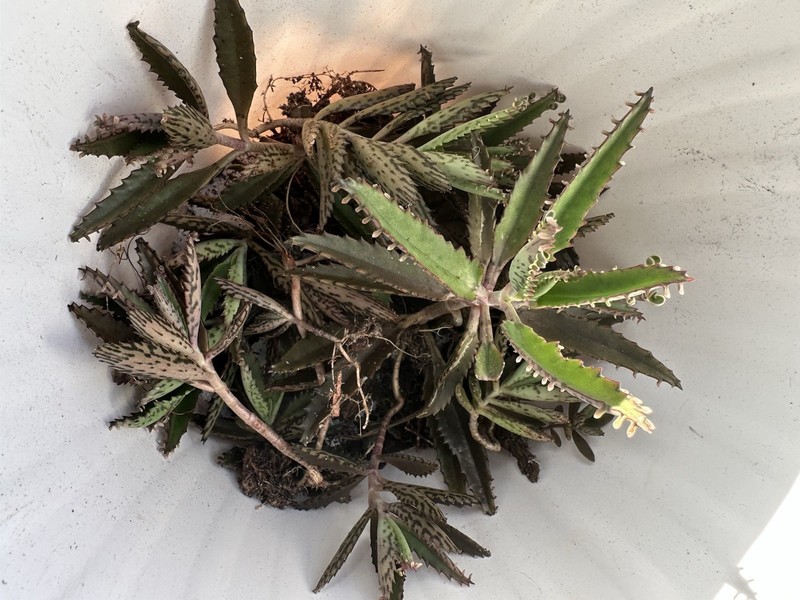 15 + Stems Of ORGANIC KALANCHOE ARANTO MOTHER Of A Million
