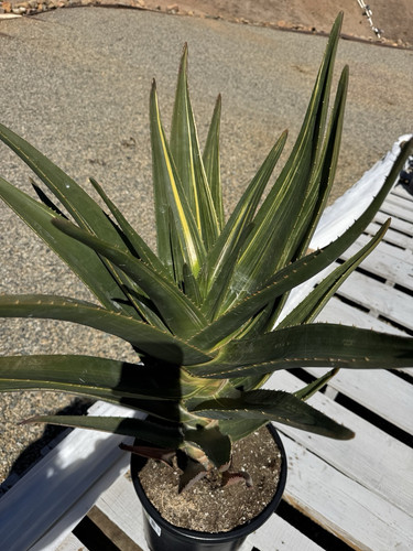 Variegated Aloe Hércules - Large Specimen - Low Variegation - 5 Gallon