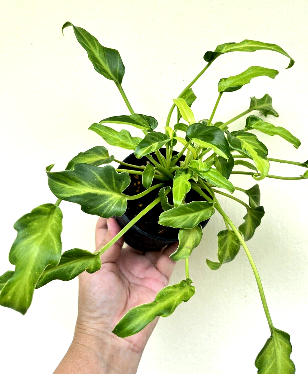 Philodendron Xanadu Dwarf Variegated 10-12 inches well rooted. Rare. | eBay