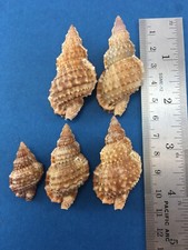 #8 Bursa granularis 33-53mm 2 W/Operculum No Data