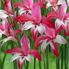 20 - HARDY GLADIOLUS GALAXIAN Flower Bulbs  NEW  Spring Shipping Perennial