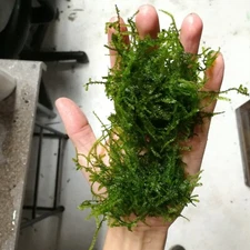 Christmas moss x2 - live aquarium plant, homegrown,ada, WYSIWYG