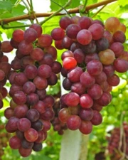 Sweet Organic Red Grape - 15 Seeds Ready to Germinate - Edible Fruit Vine USA