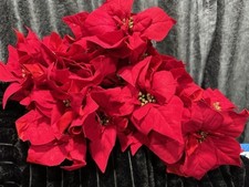 5 Medium Poinsettia Floral Flower Stems Picks Red Christmas 19"