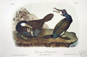 John-James-Audubon-034-Common-Cormorant-034-Lithograph