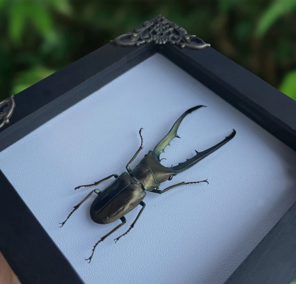 Framed Stag Beetle Taxidermy Insect Art Gallery Collection Oddities Decor - image 2 of 4