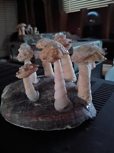 Beach Decoration   Made With Abalone Shells And Other Shells