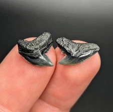 Small Glossy Gem Tiger Shark Teeth SC Megalodon Era