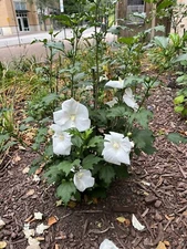 Rose Of Sharon Flower Seeds - Rare White Angel (TM) 10 Seeds