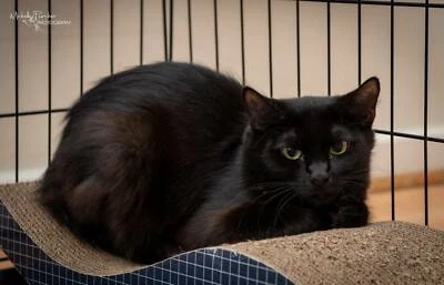 1683 Naevia Cat For Adoption Vet Work Included Cats