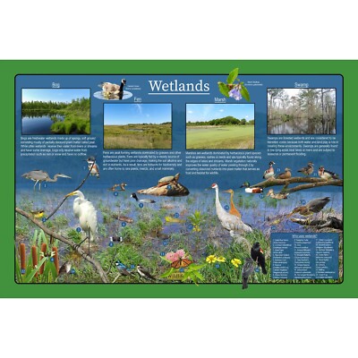 Wetlands Educational Nature Poster / Fun Kids Wildlife Poster